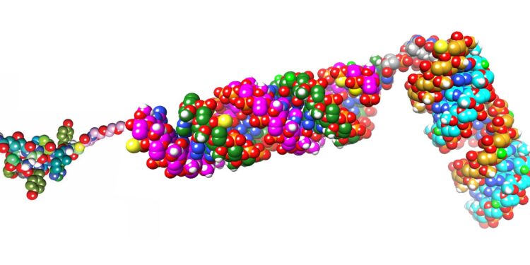 The new molecular technology targets tumors and simultaneously arbitrates two cancer genes “not prejudice”