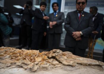 Marsil fossil of 12 million years found in Peru