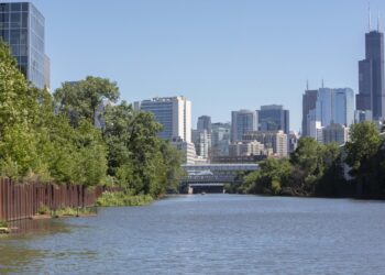 Populations of fish from the Chicago River show signs of recovery while 24 species reproduce