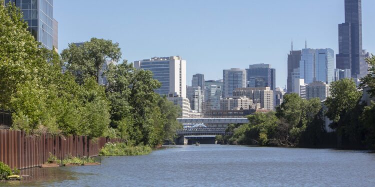 Populations of fish from the Chicago River show signs of recovery while 24 species reproduce