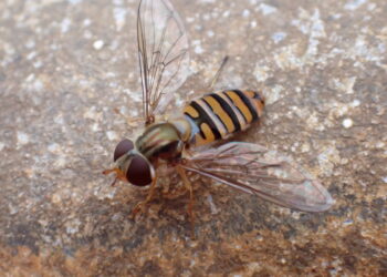 The study of oil platforms reveals a vital role of the tiny hoverflies
