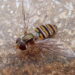 The study of oil platforms reveals a vital role of the tiny hoverflies