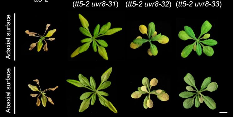 The unexpected activity of the metabolic compound helps to decode the language of the light of the plants