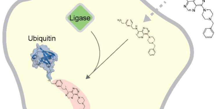 Ubiquitin’s ability to label synthetic compounds offers a new path to discover drugs
