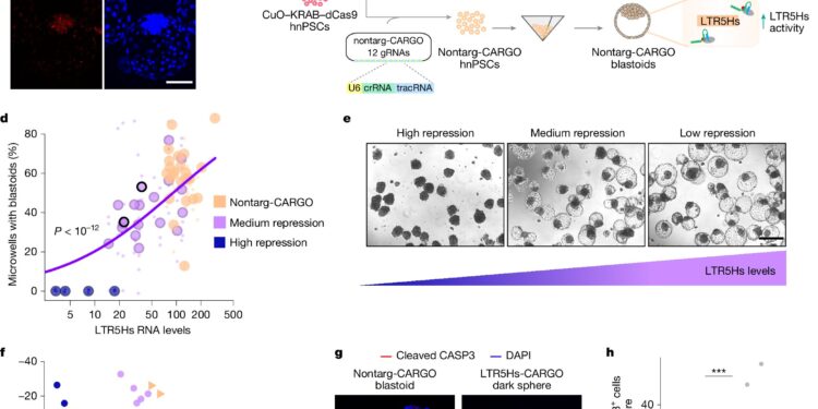 Ancient viral DNA is essential for the development of the human embryo, shows the study