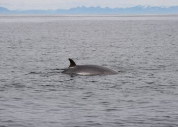 Baleen whales have been found to excrete nutrients that increase primary productivity in the ocean by up to 10%.