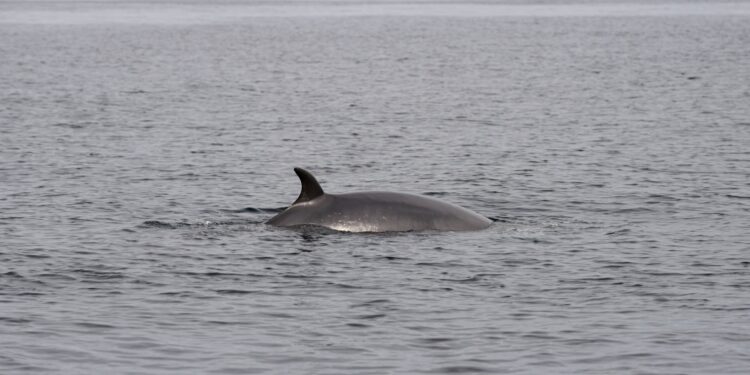Baleen whales have been found to excrete nutrients that increase primary productivity in the ocean by up to 10%.