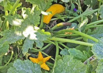 Delicate Treats: Why Pumpkins Accumulate Pollutants