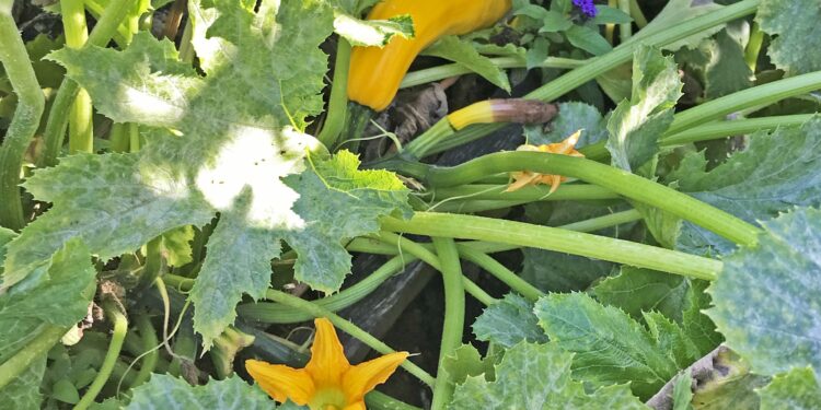 Delicate Treats: Why Pumpkins Accumulate Pollutants