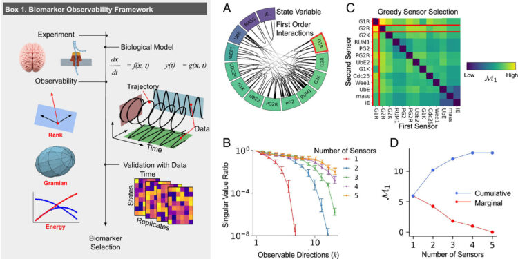 Engineering fundamentals can help identify disease biomarkers more quickly
