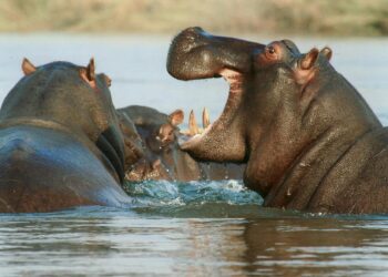 Hippos survived the Ice Age in Europe, new DNA evidence reveals