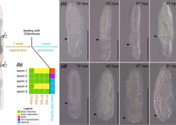 In an accidental discovery, scientists discover that the flatworm can grow two heads and reverse the axis of its body.