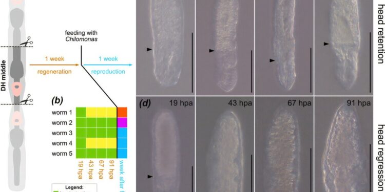 In an accidental discovery, scientists discover that the flatworm can grow two heads and reverse the axis of its body.