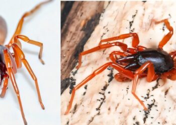 Island spider loses half of its genome, defying evolutionary expectations