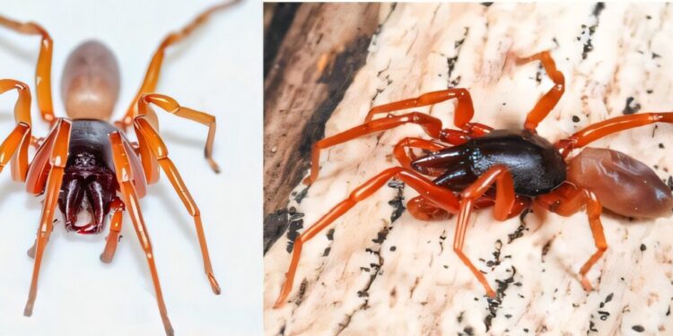 Island spider loses half of its genome, defying evolutionary expectations
