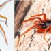 Island spider loses half of its genome, defying evolutionary expectations