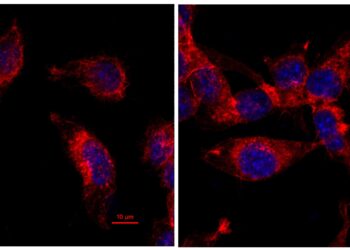 Mutation provides new clues for treating immune ‘cold’ tumors