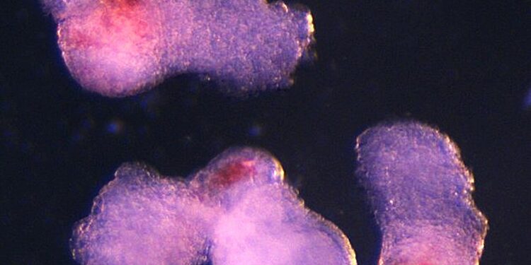 New laboratory-grown human embryo model produces blood cells