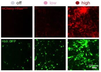 New system can increase or decrease synthetic gene expression