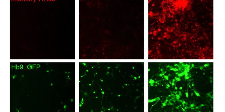 New system can increase or decrease synthetic gene expression