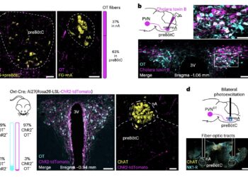 Oxytocin helps synchronize heart rate and breathing, suggests newly discovered neural pathway