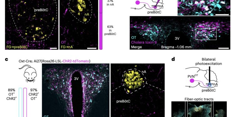 Oxytocin helps synchronize heart rate and breathing, suggests newly discovered neural pathway