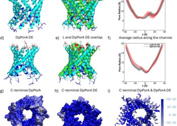 Revolutionary mirror-image nanopores open door to new biomedical applications