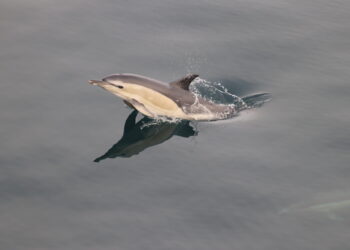 Study finds decline in lifespan of North Atlantic dolphins and population growth