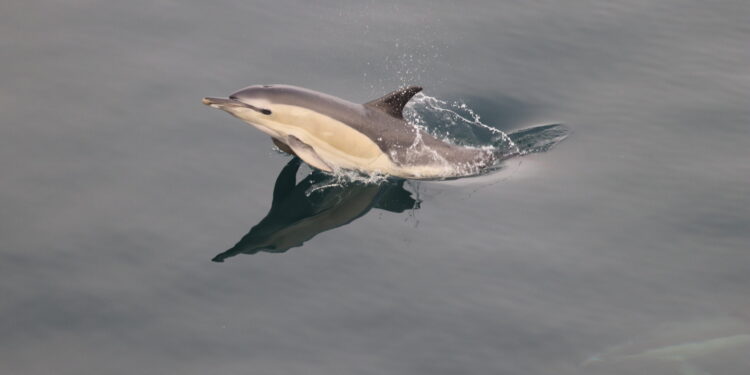 Study finds decline in lifespan of North Atlantic dolphins and population growth