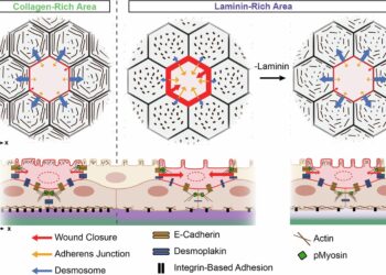 Unlocking the skin’s natural healing power for regenerative medicine