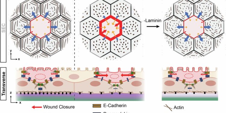 Unlocking the skin’s natural healing power for regenerative medicine