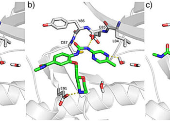 A new way to fight harmful proteins in tumor cells