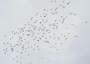 A second death linked to bird flu this year