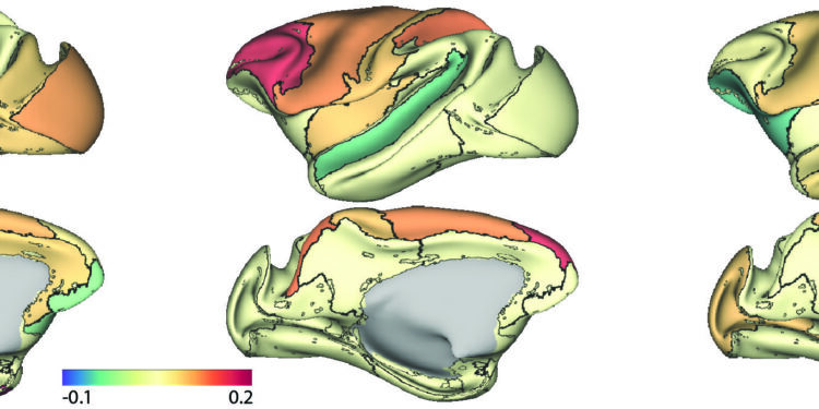 Connections with white matter could promote cognitive gains in adolescents, study finds