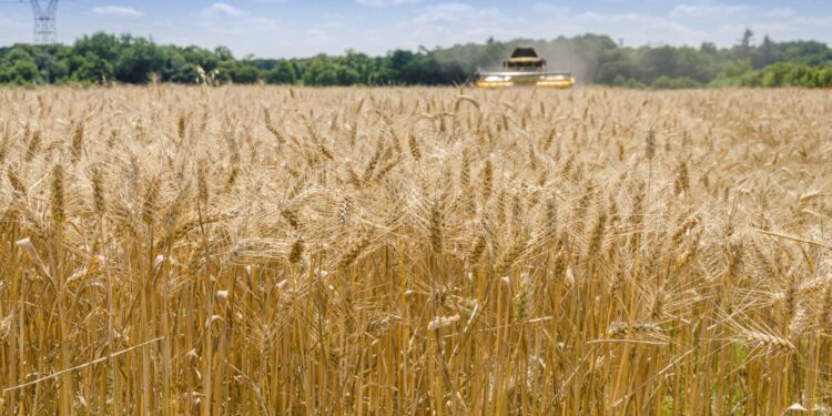 Crop rotation helps achieve higher yields, better nutrition and increased farm incomes across six continents, study finds.