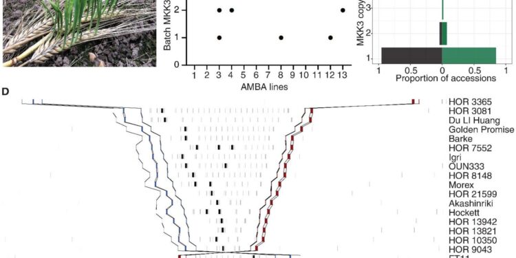 Discover the genetic mechanism that causes barley crops to germinate early