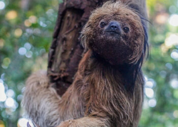 Maned sloth genomes show distinct impacts on habitat loss and inbreeding