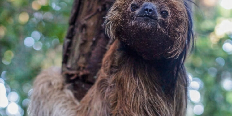 Maned sloth genomes show distinct impacts on habitat loss and inbreeding