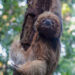 Maned sloth genomes show distinct impacts on habitat loss and inbreeding