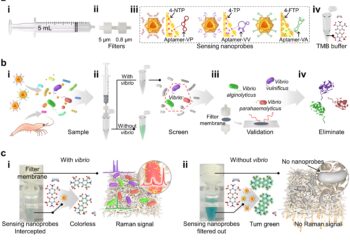 Nanoparticles promise rapid Vibrio control for safer seafood and healthier fish