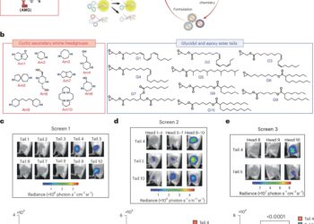 Nanoparticles that enhance mRNA delivery could reduce vaccine dosage and costs