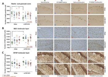 Psilocybin May Reverse Effects of Brain Damage From Domestic Violence, Rat Study Finds
