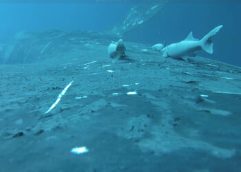Rare footage shows suckerfish as they ride whales in the ocean’s wildest ride
