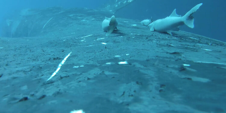 Rare footage shows suckerfish as they ride whales in the ocean’s wildest ride