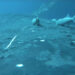Rare footage shows suckerfish as they ride whales in the ocean’s wildest ride