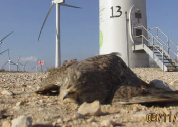 Fake news | Trump mistakes a hawk for a bald eagle