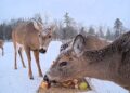 Maine | Deer feed in bird feeders and become the darlings of the web