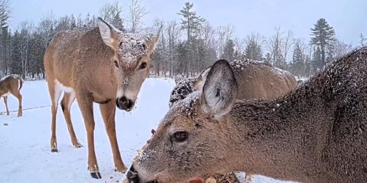 Maine | Deer feed in bird feeders and become the darlings of the web