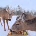Maine | Deer feed in bird feeders and become the darlings of the web